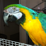 Maraca the Blue and Gold Macaw.
